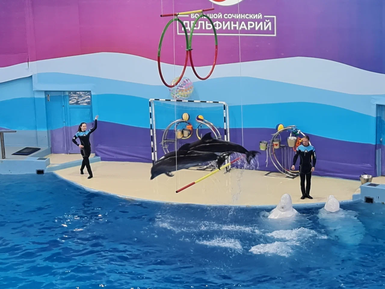 Большой Сочинский дельфинарий