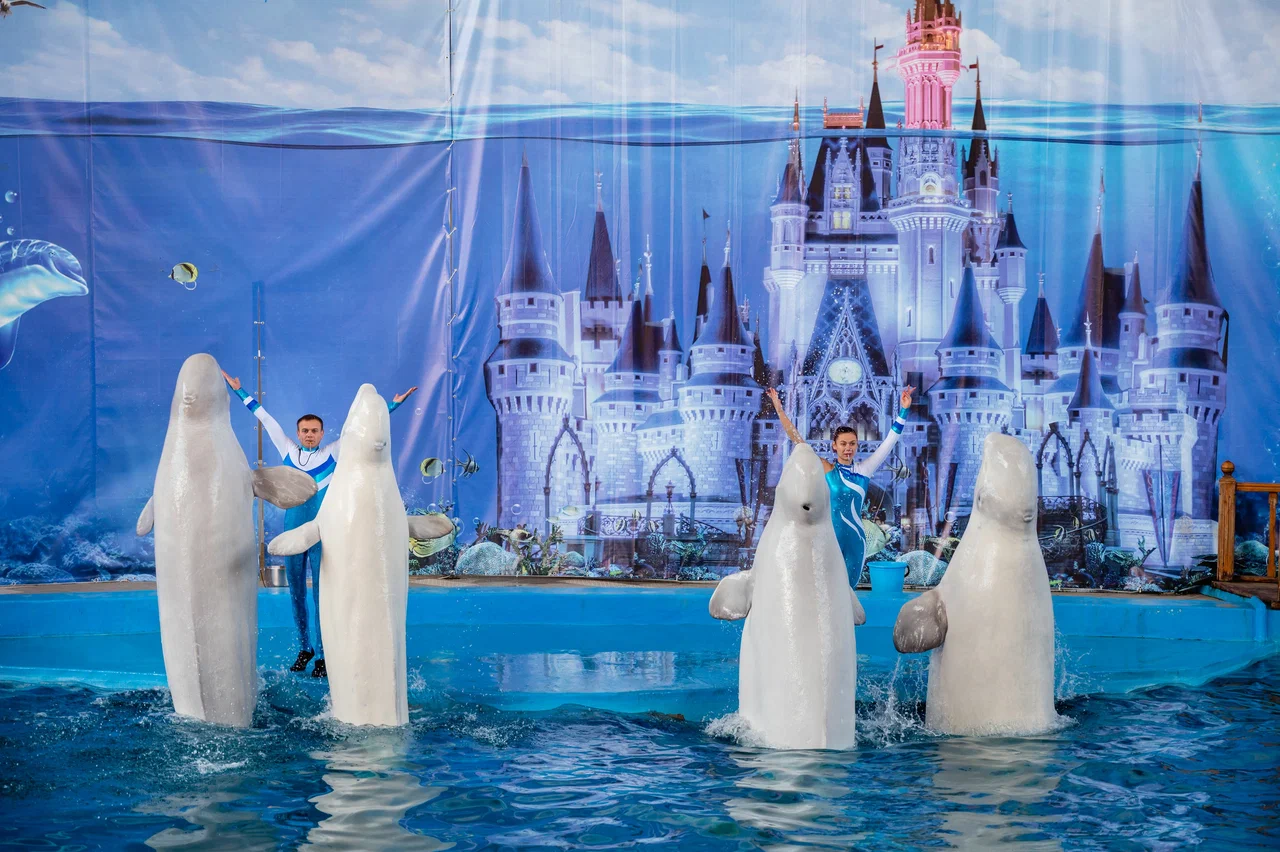 Морская Звезда