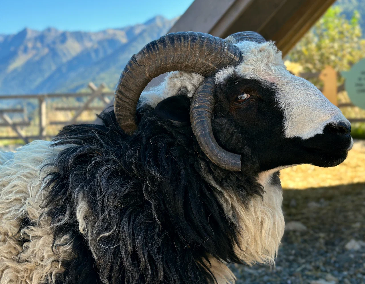 Парк альпак 