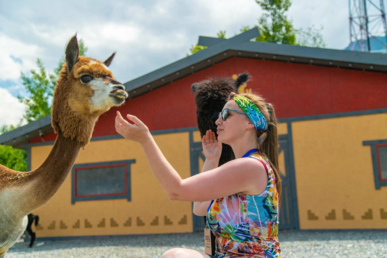 Парк альпак 