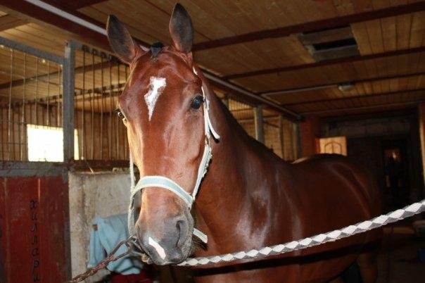 Конно-спортивный клуб им. Юлии Русаковой