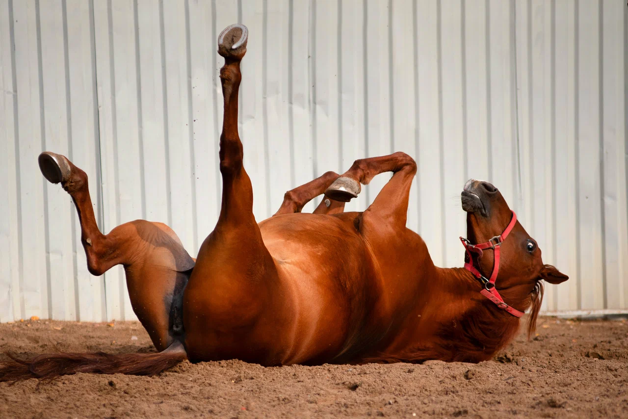 Иппофэмили