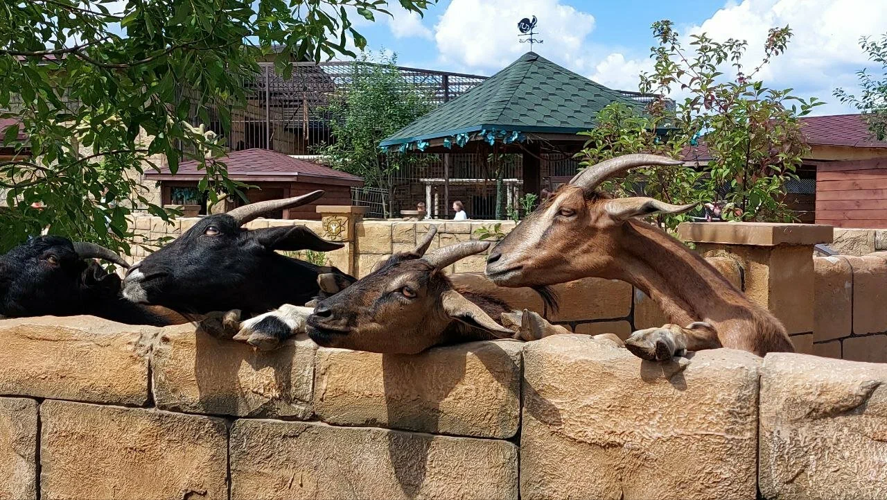 Планета обезьян