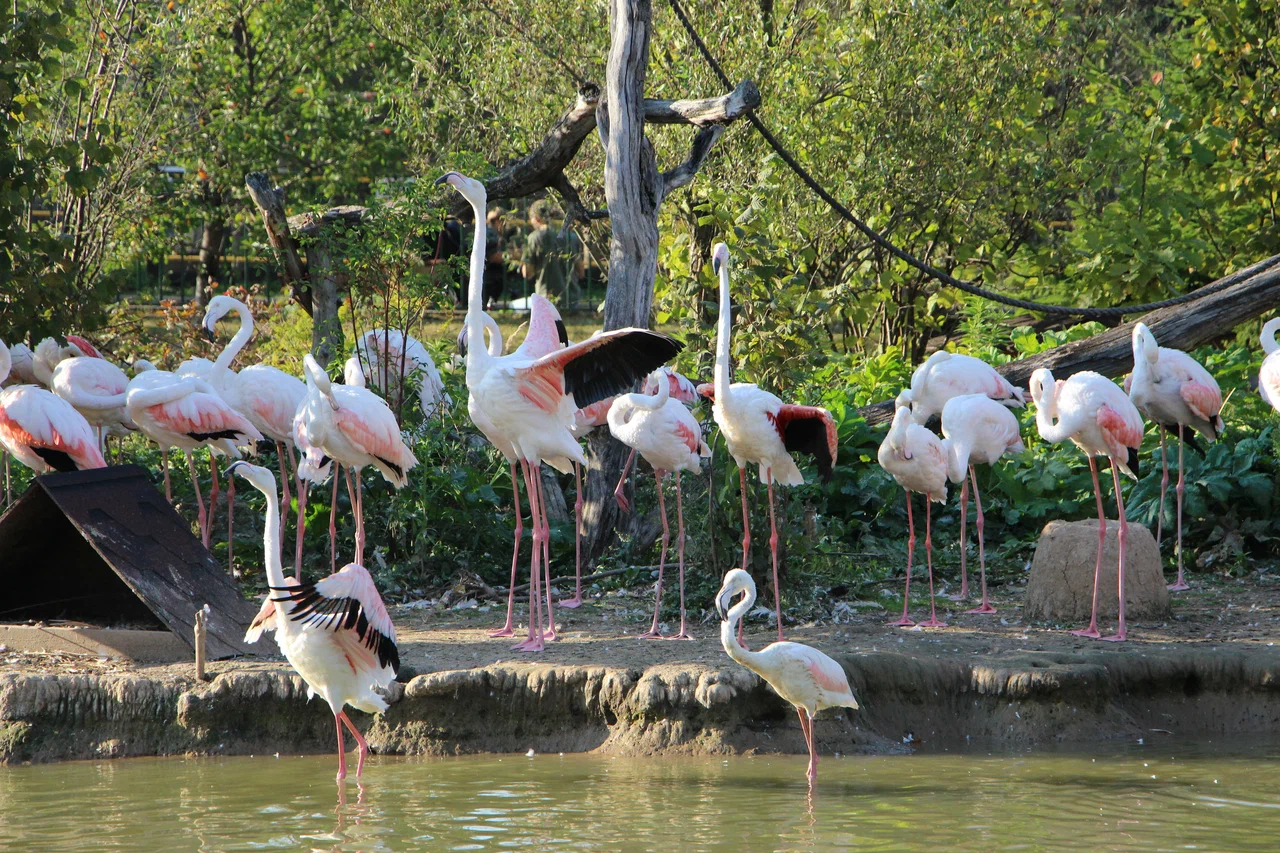Планета обезьян