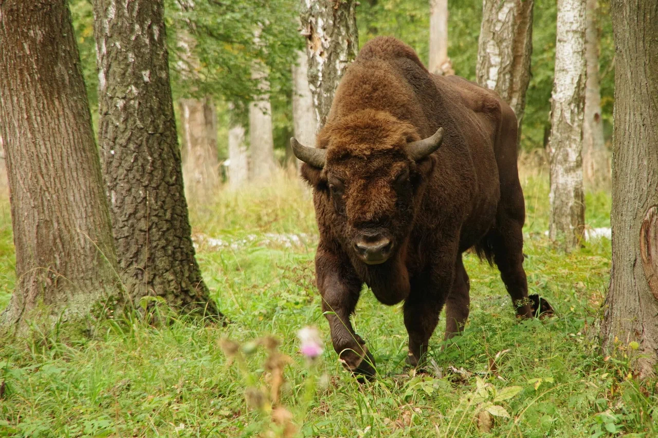 Приокско-террасный государственный заповедник